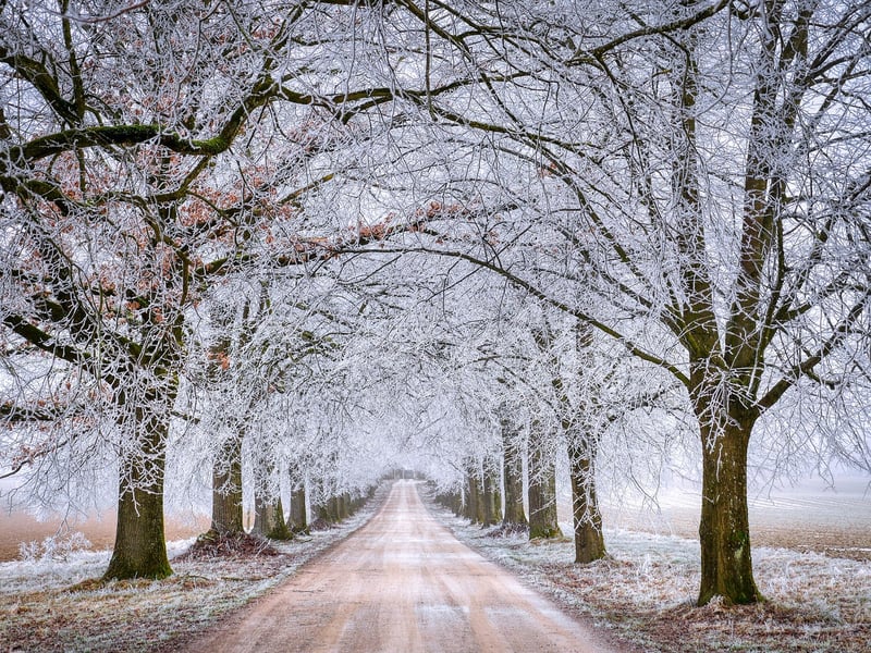 Medieval Forest